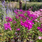 Flox metlinatý (Phlox paniculata) 'Sweet Summer Fragrance'® - kont. C1L